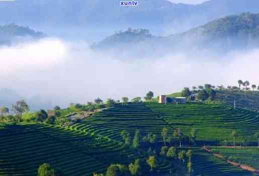 西双版纳六大茶山是哪几个，揭秘西双版纳六大茶山，带你了解茶叶的故乡