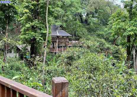 西双版纳六大茶山茶叶是什么价位，探究西双版纳六大茶山茶叶的市场价格