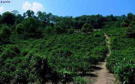 西双版纳六大茶山茶叶是什么价位，探究西双版纳六大茶山茶叶的市场价格