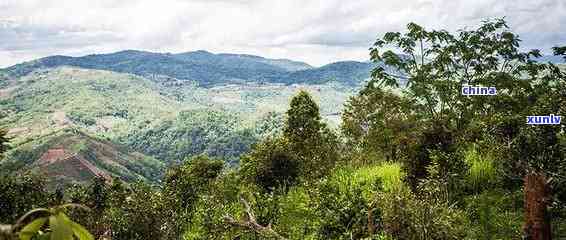 西双版纳的六大古茶山是哪，探秘云南西双版纳：六大古茶山全解析