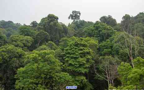 西双版纳古六大茶山-西双版纳古六大茶山地图