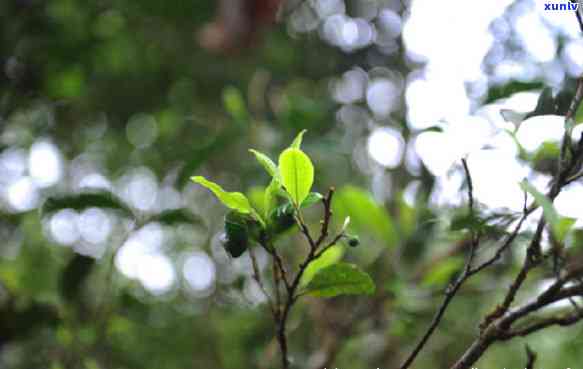 勐海最有名的茶山，探寻勐海之巅：揭秘更具名的茶山