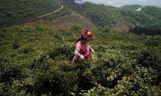 云南六大茶山茶业勐海普洱茶厂：2007年云南普洱茶，公司简介