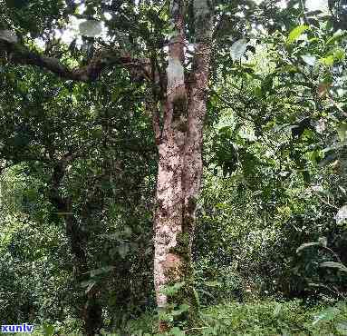 云南南糯山古木大树茶价格及介绍