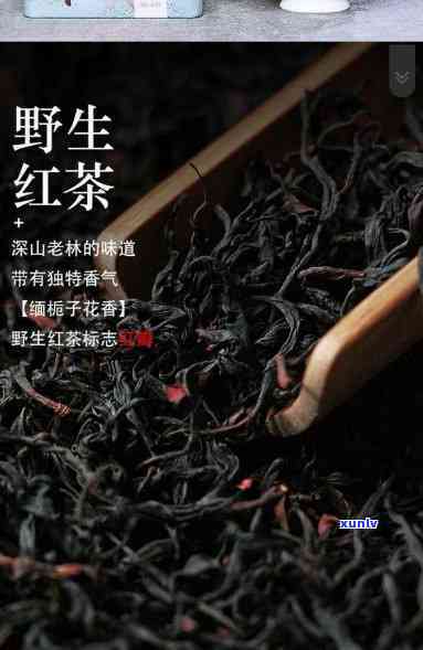 无量山古树红茶价格，探寻无量山古树红茶的珍贵价值：价格解析与购买建议