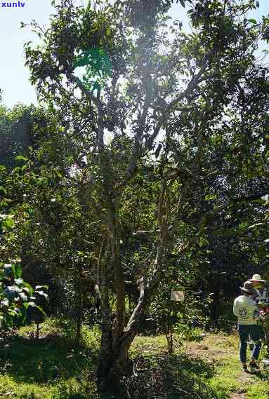 云南无量山茶特点，探秘云南无量山：独特的茶树品种与明的口感特点