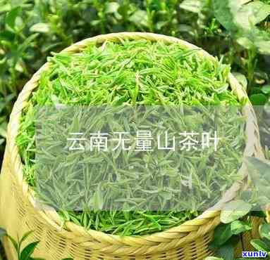 大理无量山茶的营养-云南大理无量山有机高山茶多钱