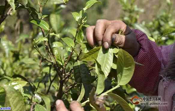 大理无量山茶的营养-云南大理无量山有机高山茶多钱