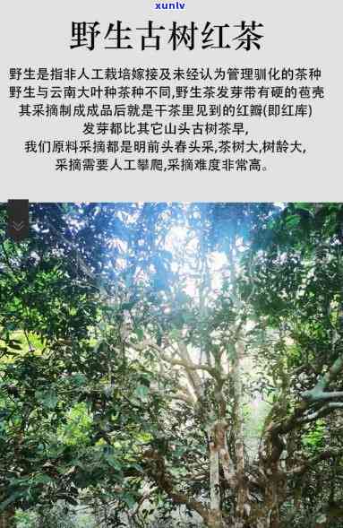 无量山古树红茶价格-无量山古树红茶价格多少钱一公斤