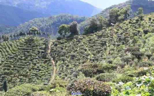 无量山凤凰山：探索有机红茶与木王的魅力