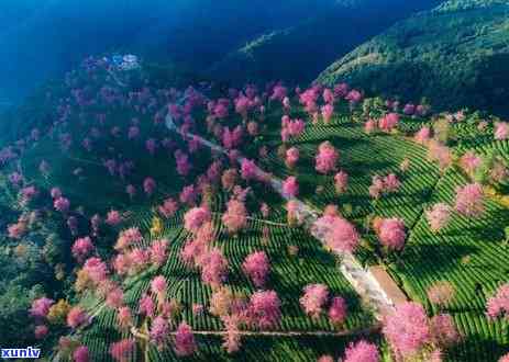 无量山百年古树茶，探秘无量山：百年古树茶的魅力与价值