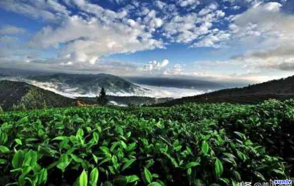 探寻勐海勐茶区：哪些景点值得一游？