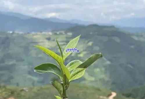 双江小勐峨茶的特点-双江县小勐峨茶