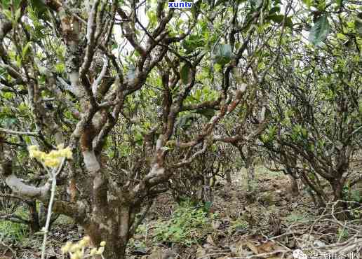 双江小勐峨茶的特点-双江县小勐峨茶