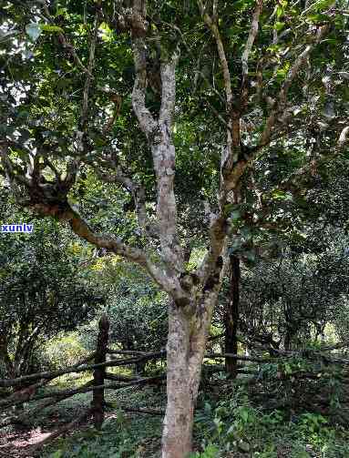 洱困鹿山贡技茶场-洱困鹿山古树茶