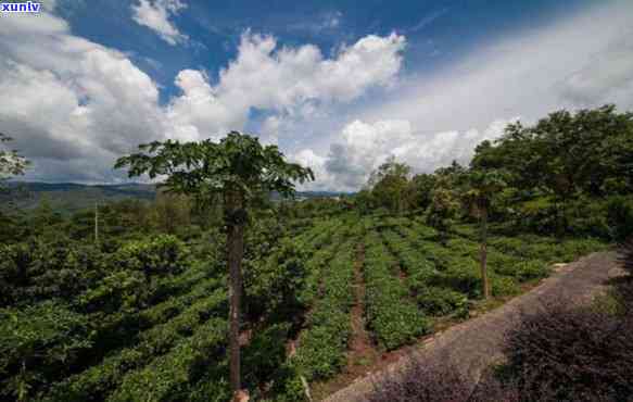 西双版纳攸乐山：探寻古树普洱茶的魅力