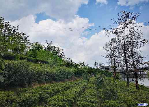 西双版纳攸乐山大自然茶厂，探索西双版纳攸乐山大自然茶厂：茶叶生产的绿色之旅