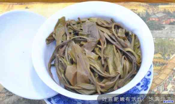 云南老树普洱茶饼生茶叶，【买一送一】云南老树普洱茶饼 生茶7片装 350克正品 纯料古树普洱茶熟茶 古法压制 易保存 新茶 原生态 山野气韵