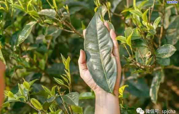 布朗茶是什么茶，探秘神秘的布朗茶：它到底是什么茶？