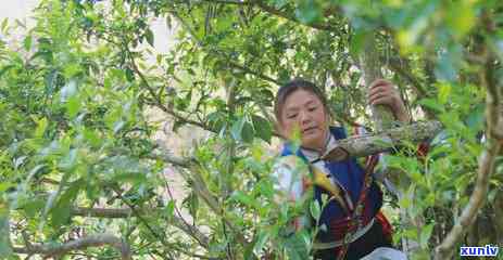 关于布朗族茶的介绍-关于布朗族茶的介绍和特点