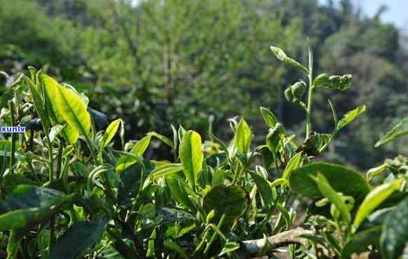 布朗山木茶的特点-布朗山木茶的特点是什么