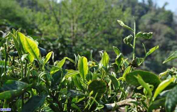 探索布朗山茶的独特口感：其特点与特征全面解析