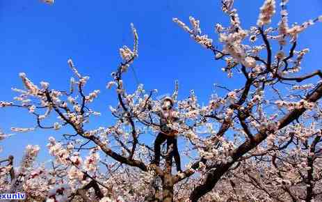 2020有钱花逾期的人有吗，2020年是不是有未准时还款的有钱花客户？