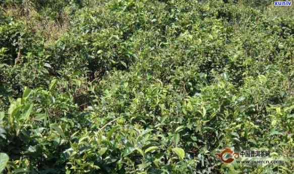 探索布朗山坝卡龙：古树茶的独特特点与魅力