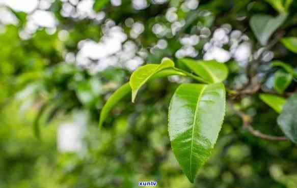 布朗山大树普洱茶特点，探秘布朗山：大树普洱茶的独特魅力与特性