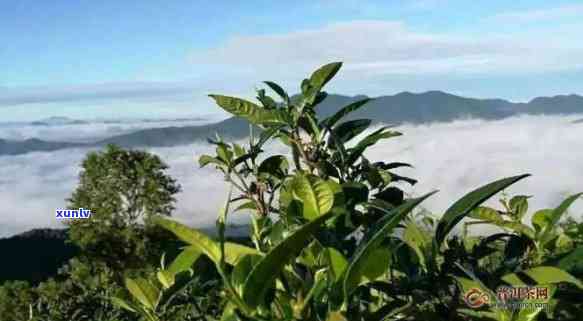 布朗山大树普洱茶特点，探秘布朗山：大树普洱茶的独特魅力与特性