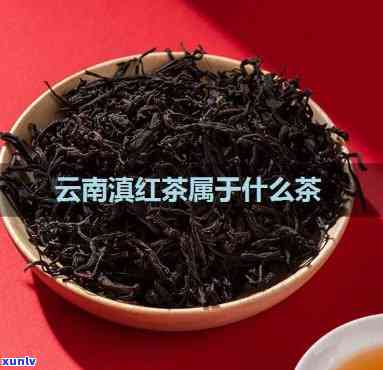 云南滇茶是什么茶种啊，「解答」云南滇茶究竟是什么茶种？