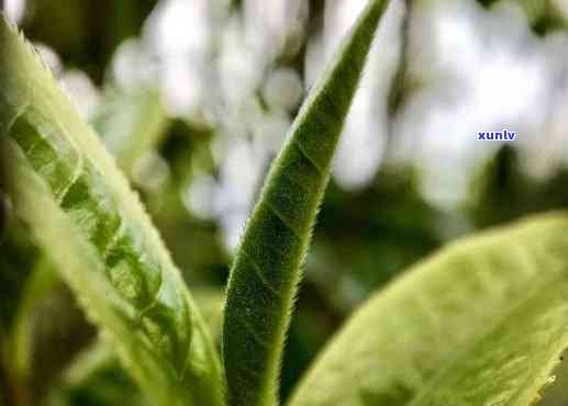 云南滇茶的口感，探索云南滇茶的独特口感：一种令人难以忘怀的茶饮体验