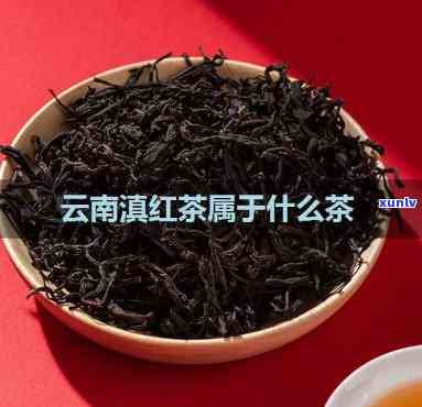 云南滇茶是什么茶种-云南滇茶是什么茶种类