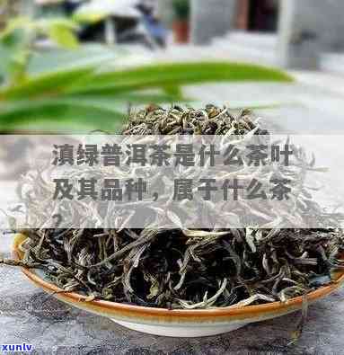 云南滇茶是什么茶种-云南滇茶是什么茶种类