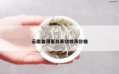 云南白茶怎么样？功效、价格全解析！