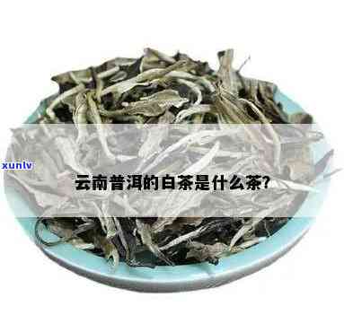 云南白茶是白茶吗，揭秘云南白茶：它真的属于白茶吗？