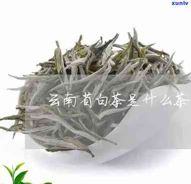 云南白茶是什么茶种-云南白茶是什么茶种类