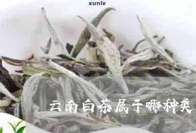 云南白茶是什么茶种-云南白茶是什么茶种类