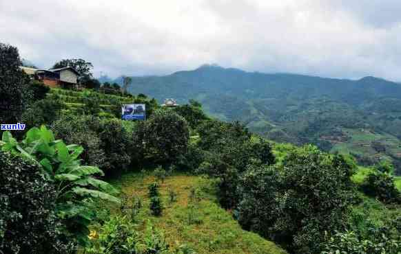 云南临沧有什么茶山景点，探秘云南临沧：揭秘茶山美景与旅游景点