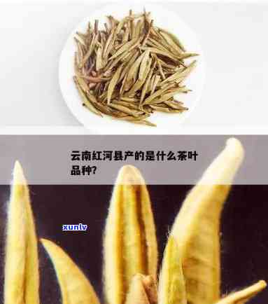 云南红河产什么茶，探秘云南红河：特色茶叶品种大揭秘！