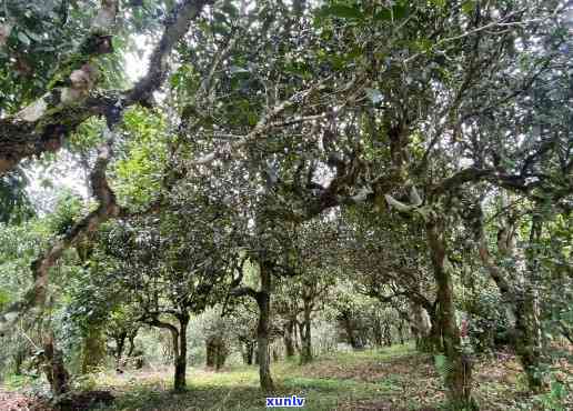 布朗山和勐海茶区别-布朗山和勐海茶区别在哪