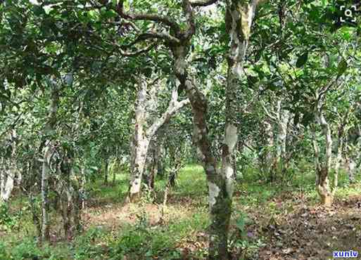 布朗山和勐海茶区别-布朗山和勐海茶区别在哪