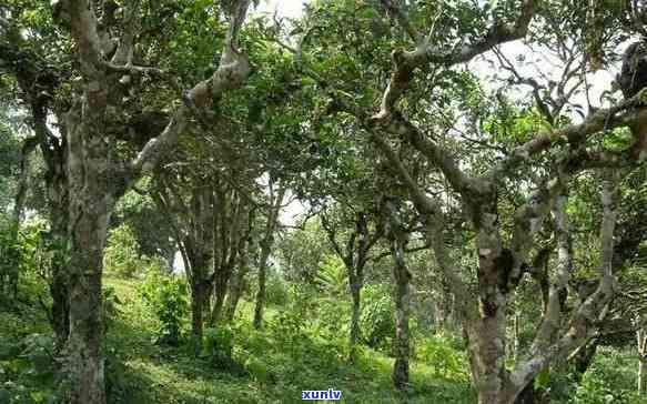 勐海和布朗茶山区别-勐海和布朗茶山区别在哪