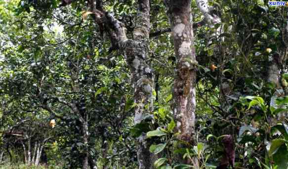 勐海和布朗茶山区别-勐海和布朗茶山区别在哪