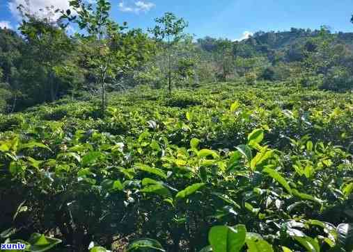 勐海布朗山茶厂官网： *** 信息、联系方式一网打尽