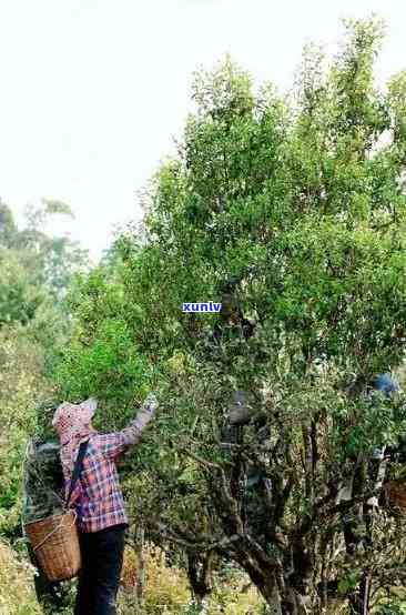 探寻昔归古树茶香气的特点与味道