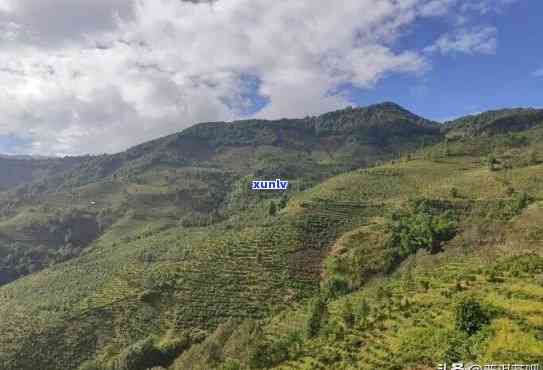 布朗茶山有哪些寨子名称，探寻布朗茶山：揭秘其独特的寨子名称