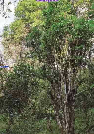 巴达山老寨茶厂，探访巴达山老寨茶厂：感受千年古树普洱的魅力