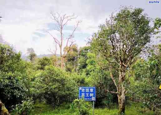 大益布朗山万亩茶园：示基地示，所属村委会未知