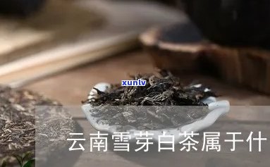 云南雪芽属于什么茶种，探究云南雪芽的茶种归属